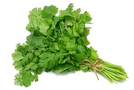 ALTV024 - CILANTRO
